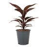 Cordyline Fruticosa Mambo – Hawaiian Ti Plant – Good Luck plant 1