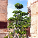 Ficus Bonsai Tree - Crossed Shape 1