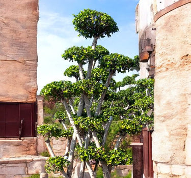 Ficus Bonsai Tree - Crossed Shape 1