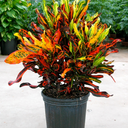 Croton Mammy Plant 1