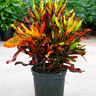 Croton Mammy Plant 1