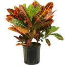 Croton – Codiaeum Variegatum – Garden Croton – Fire Croton – Variegated Croton 1