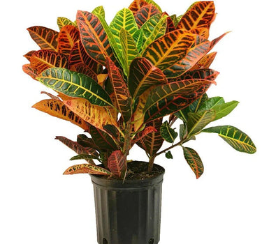 Croton – Codiaeum Variegatum – Garden Croton – Fire Croton – Variegated Croton 1