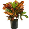 Croton – Codiaeum Variegatum – Garden Croton – Fire Croton – Variegated Croton 1