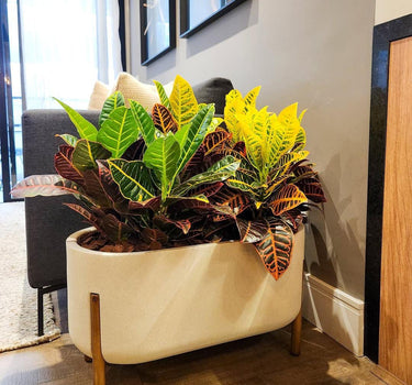 Croton in Rectangle Pot With Stand Indoor Plant Dubai. Potted plant in a decorative pot on a wooden floor with a neutral wall and framed pictures in the background.