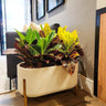 Croton in Rectangle Pot With Stand Indoor Plant Dubai. Potted plant in a decorative pot on a wooden floor with a neutral wall and framed pictures in the background.