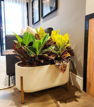 Croton in Rectangle Pot With Stand Indoor Plant Dubai. Potted plant in a decorative pot on a wooden floor with a neutral wall and framed pictures in the background.