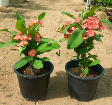 Crown of Thorns With Flowers Guaranteed Indoor Plants Dubai. Two potted plants with pink flowers in a garden setting