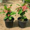 Crown of Thorns With Flowers Guaranteed Indoor Plants Dubai. Two potted plants with pink flowers in a garden setting