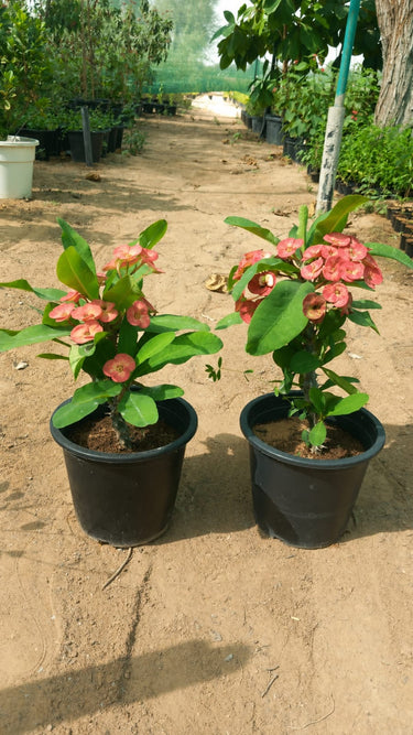 Crown of Thorns With Flowers Guaranteed Indoor Plants Dubai. Two potted plants with pink flowers in a garden setting