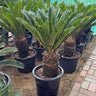 Cycas Big (120–150 cm) Outdoor Plants Dubai. Potted cycads in a garden setting with a paved path.