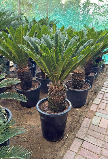 Cycas Big (120–150 cm) Outdoor Plants Dubai. Potted cycads in a garden setting with a paved path.