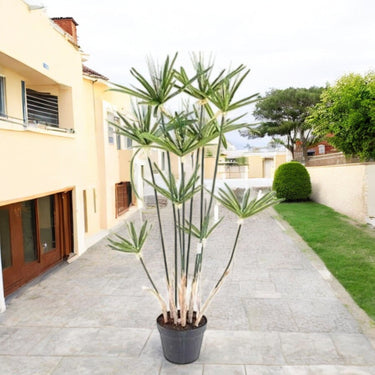 Cyperus Alternifolius, Umbrella Papyrus 3