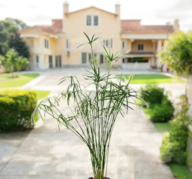Cyperus Alternifolius, Umbrella Papyrus 4