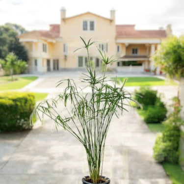 Cyperus Alternifolius, Umbrella Papyrus 4