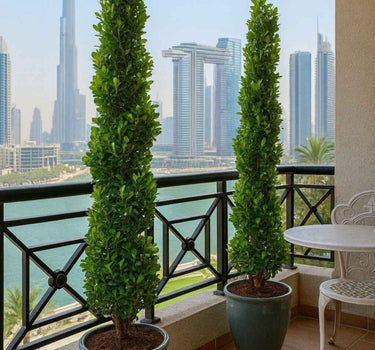 Cone Shape Ficus 2m 2.5m in Malaysian Glaze Pots