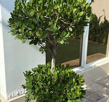Ficus Double Head Outdoor Plant