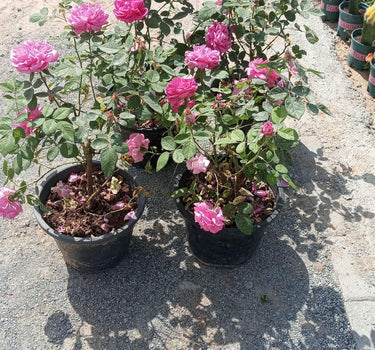 Big Rose Plant with Flowers, Guaranteed Indoor and Office Plants Dubai