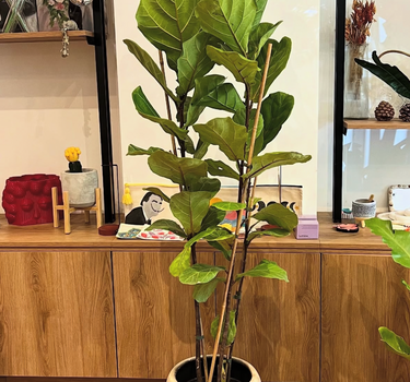 Fiddle Premium in Rustic Pot