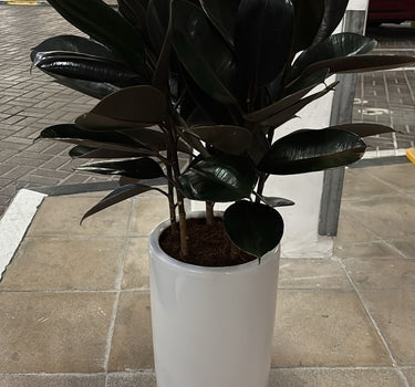 Rubber Plant