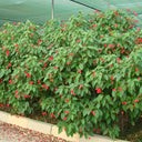 Jatropha Integerrima – Peregrina / Spicy Jatropha | Vibrant Red-Blooming Ornamental Shrub 3