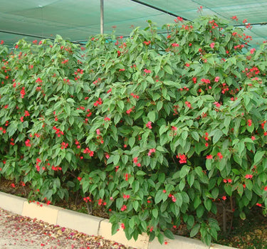 Jatropha Integerrima – Peregrina / Spicy Jatropha | Vibrant Red-Blooming Ornamental Shrub 3