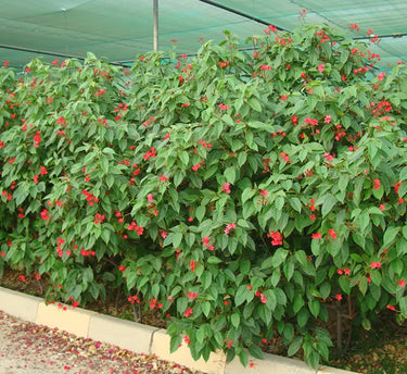 Jatropha Integerrima – Peregrina / Spicy Jatropha | Vibrant Red-Blooming Ornamental Shrub 3