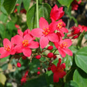 Jatropha Integerrima – Peregrina / Spicy Jatropha | Vibrant Red-Blooming Ornamental Shrub 4