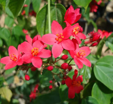 Jatropha Integerrima – Peregrina / Spicy Jatropha | Vibrant Red-Blooming Ornamental Shrub 4