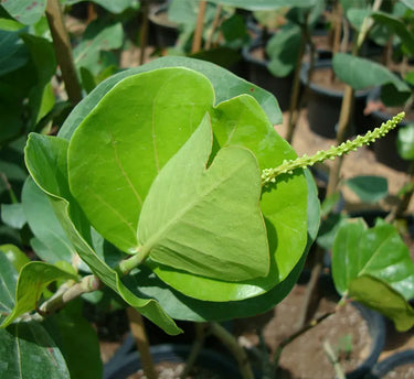 Coccoloba uvifera (Sea Grape) – Coastal Beauty with Bold Foliage 5