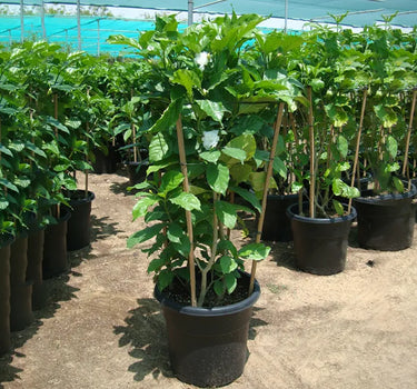 Tabernaemontana Divaricata – Crape Jasmine, A Fragrant Tropical Beauty