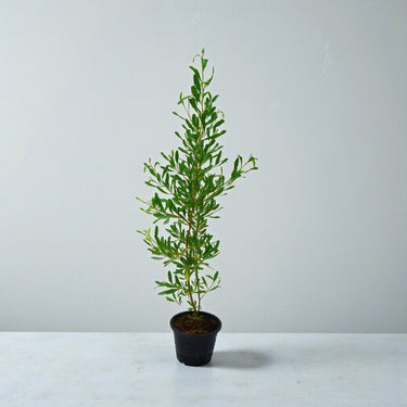 Dodonaea Viscosa – Florida Hopbush 2