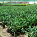 Ficus Hawaii “Green Island” – Hardy and Elegant Groundcover Shrub 3