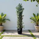 Conocarpus Sericeus – Silver Buttonwood 8