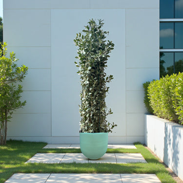 Conocarpus Sericeus – Silver Buttonwood 10