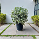 Conocarpus Sericeus – Silver Buttonwood 6