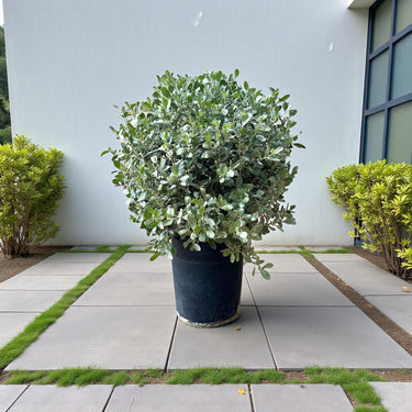 Conocarpus Sericeus – Silver Buttonwood 6