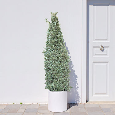 Conocarpus Sericeus – Silver Buttonwood 2