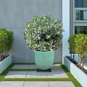Conocarpus Sericeus – Silver Buttonwood 1