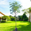 Delonix Regia – Flame Tree (Royal Poinciana) 1