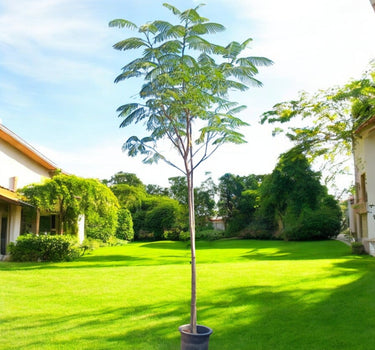 Delonix Regia – Flame Tree (Royal Poinciana) 1