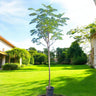 Delonix Regia – Flame Tree (Royal Poinciana) 1