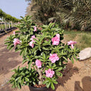 Desert Rose Flowering Outdoor Plants Dubai