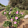 Desert Rose Flowering Outdoor Plants Dubai