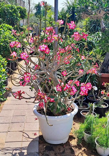 Desert Rose Flowering Outdoor Plants Dubai. Potted plant with pink flowers in a garden setting