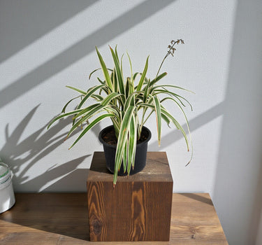 Dianella tasmanica ‘Variegata’ – Tasman Flax Lily 2