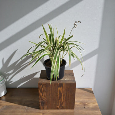 Dianella tasmanica ‘Variegata’ – Tasman Flax Lily 2