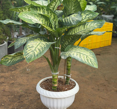 Dieffenbachia Plants UAE. Potted plant with large green leaves in a white urn on a dirt ground.