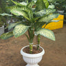 Dieffenbachia Plants UAE. Potted plant with large green leaves in a white urn on a dirt ground.