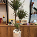 Dracaena in Rustic Pot Indoor Plants UAE